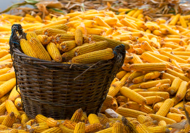 玉米供求關(guān)系影響著價格，2022年我國玉米播種面積和產(chǎn)量或?qū)⒊掷m(xù)增加(圖1)